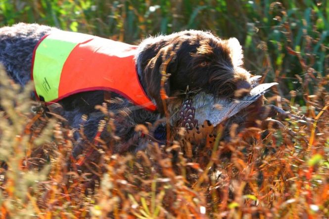 Hovedbilde Jægerens Duo + jaktdekken