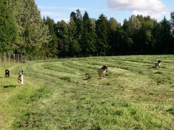 Hovedbilde Leie av treningsområdet! 
