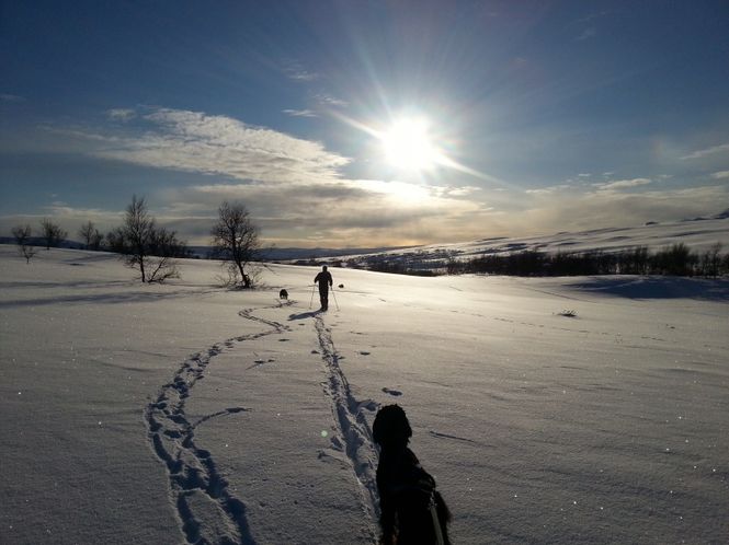 Hovedbilde Føring av hund i fjellet!
