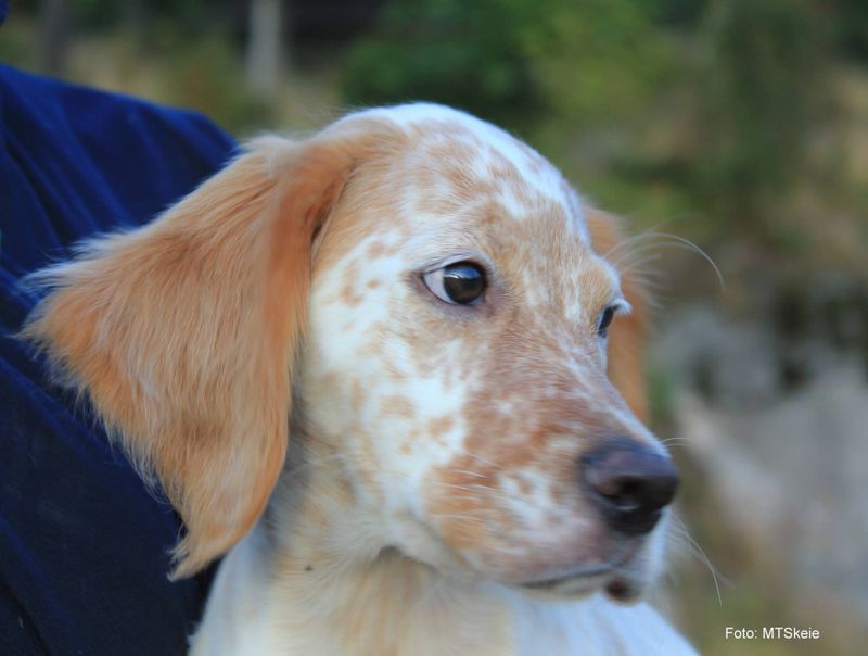 Valpekveld - ny med fuglehund 