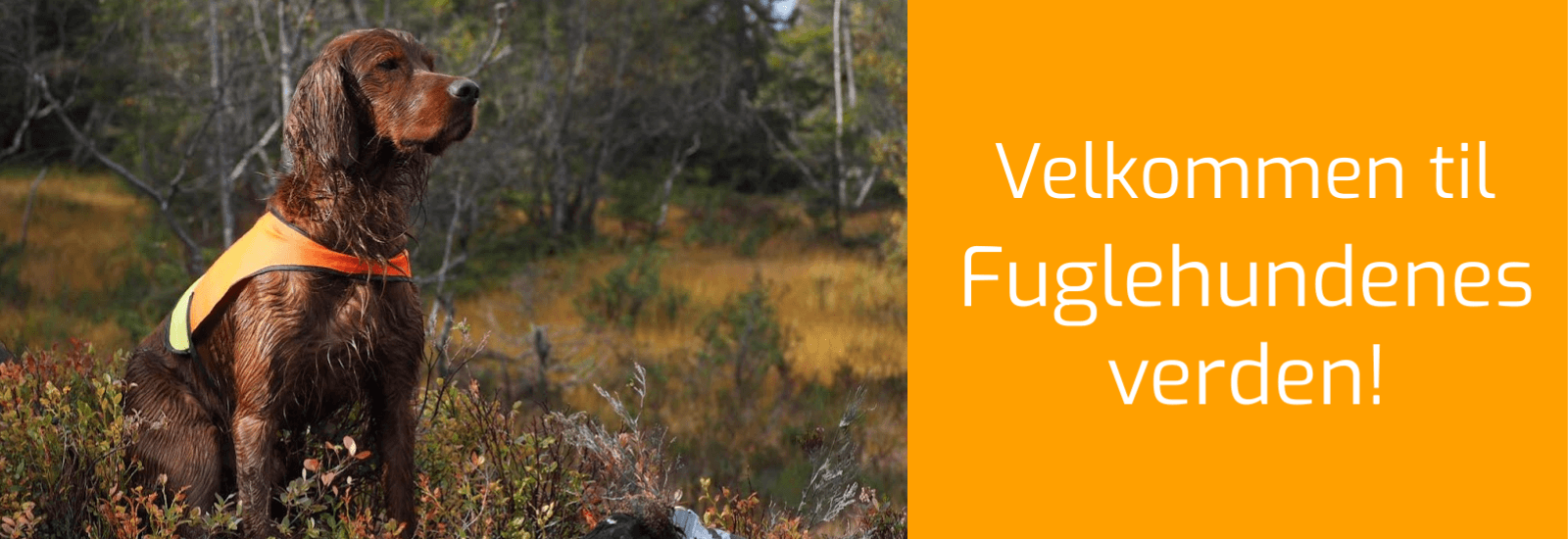 Velkommen til Fuglehundens verden!